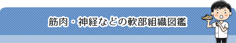 筋肉・神経などの軟部組織図鑑